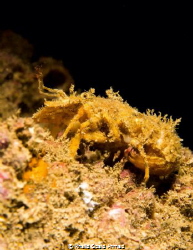 Its a shrimp very small one .. I saw it when i was taking... by Khalid Obaid Ahmad 